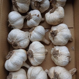 ニンニク（ホワイト6片）（15個入）【農薬不使用】