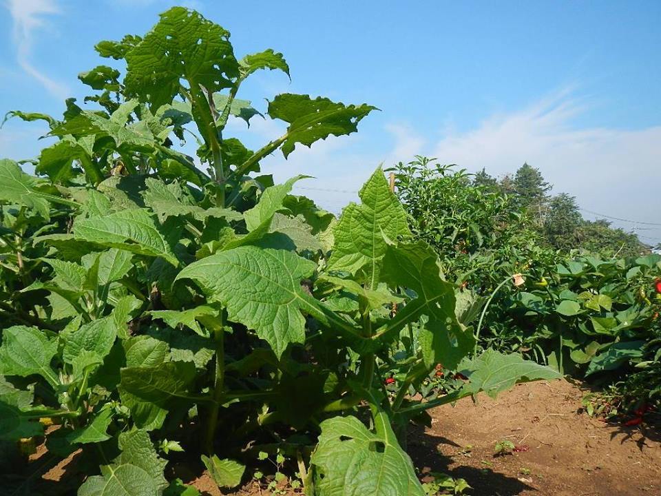 自慢のヤーコン。旬の冬はもうすぐです！