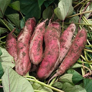 紅はるか　さつまいも（土付き）　訳あり