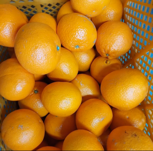 きよみオレンジ『大玉』5kg（箱込）