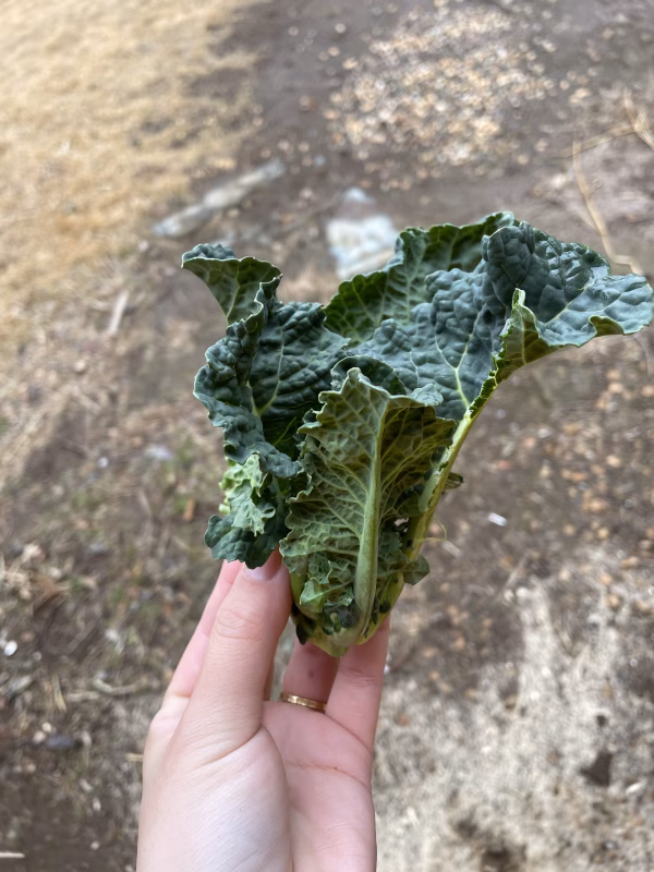 ケール×ブロッコリーの新しい野菜アレッタ