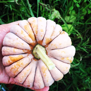 会津伝統野菜小菊南瓜（農薬化学肥料不使用）