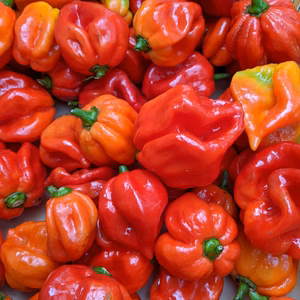 選べる唐辛子各種500g〜