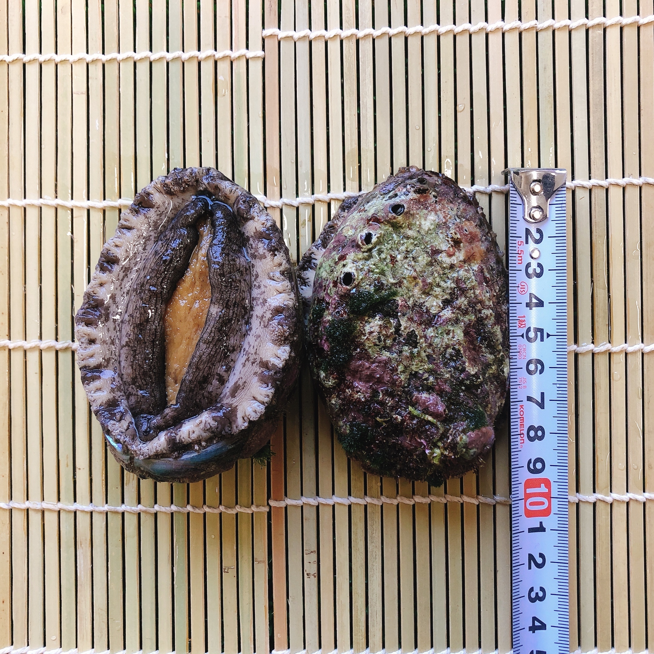 天然活えぞあわび 95mm 99mm 農家漁師から産地直送の通販 ポケットマルシェ