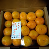 甘小粒ちゃん菊入2.5㎏超 木なり熟成有田みかん