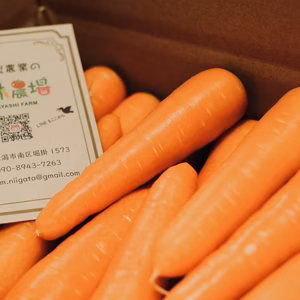 【農薬9割減】にんじん臭くないにんじん◆葉っぱ付【小林農場】