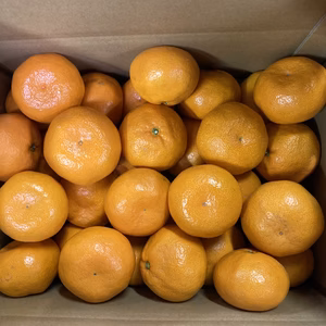 大玉みかん（2L,3L）