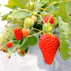 【第10回茨城いちごグランプリ大賞】紅ほっぺなど4品種　食べ比べ