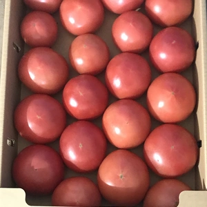 しゅう大小さまざま 大玉トマト4kg 20玉前後