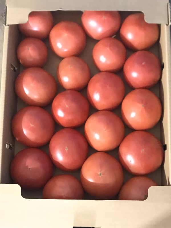 しゅう大小さまざま 大玉トマト4kg 20玉前後