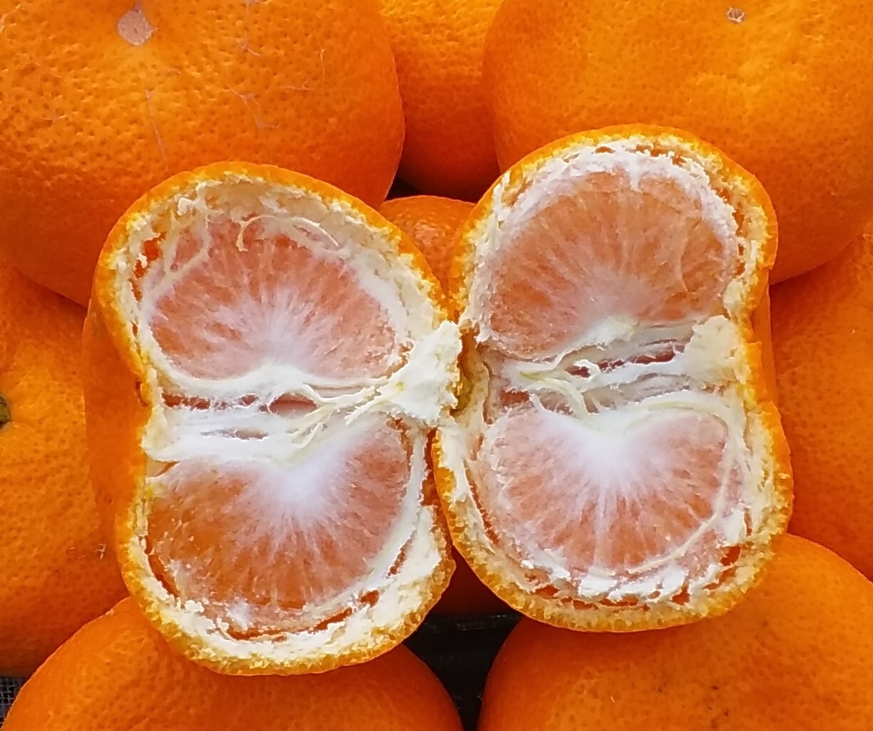 青島みかんLサイズ糖度11度以上4kg和歌山産「冷蔵便」｜みかんの商品