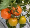 ツゲさんちのうまかトマト     2kg 　登場　うまかよっ