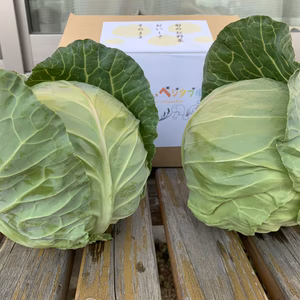 シャキ旨っ❗️淡路島産グリーンボール　