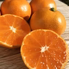 【自慢の濃厚冬みかん】コイコク（恋い告）　12月ご予約分