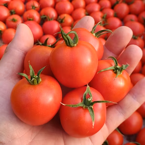 旨みたっぷり♪香りと味を楽しむ贅沢なトマト【華おとめ】