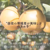 梨 訳あり 新高 和梨 秋田  訳あり お得な おすすめ お得