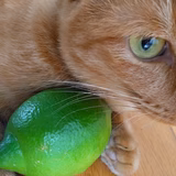 里田啓二 | さと農園