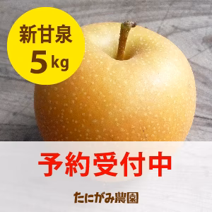 (シーズン後半)数量限定[新甘泉(しんかんせん)]5kg箱(12-16玉)