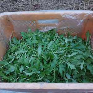 数量10！余っちゃったベビー水菜と、ピノ(小松菜)500gずつ