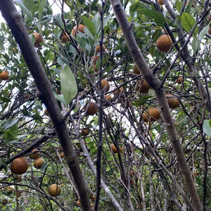 タンカン2kg　自然栽培