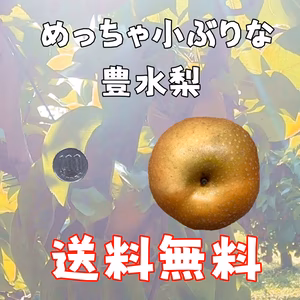 訳あり【本当に小さいサイズ】豊水梨