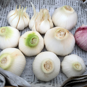 　【送料無料】新生にんにく採れたて発送　訳あり期間限定　無農薬栽培