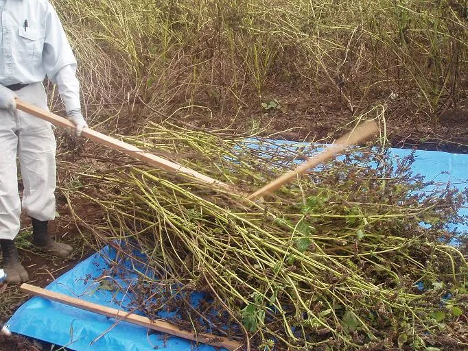 ひたちのくに　茨城県　ひまわり油・エゴマ油　コールドプレス　農薬・化学肥料不使用