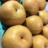 まつどの梨！　家庭用小ぶり新高梨　5キロ11個か12個入り