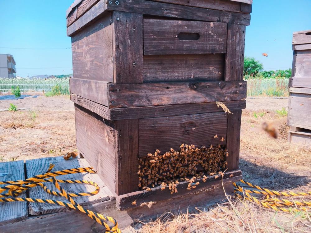 西洋蜜蜂 巣箱 3箱1セット 巣枠のおまけつき - 生活雑貨