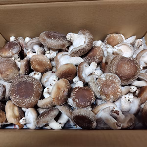 【復興しいたけ】　特大 · 大 · 中　3kg