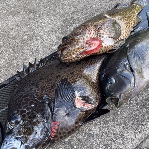 傷あり大幅割引‼︎ 3点セット‼︎ 鱗、内臓処理済