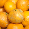 訳あり【農薬不使用】無農薬有田みかん『関東・甲信越・九州』地域向け