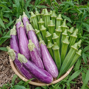 ＊夏野菜２種類のセット＊ オクラ 西洋ナス 農薬化学肥料不使用