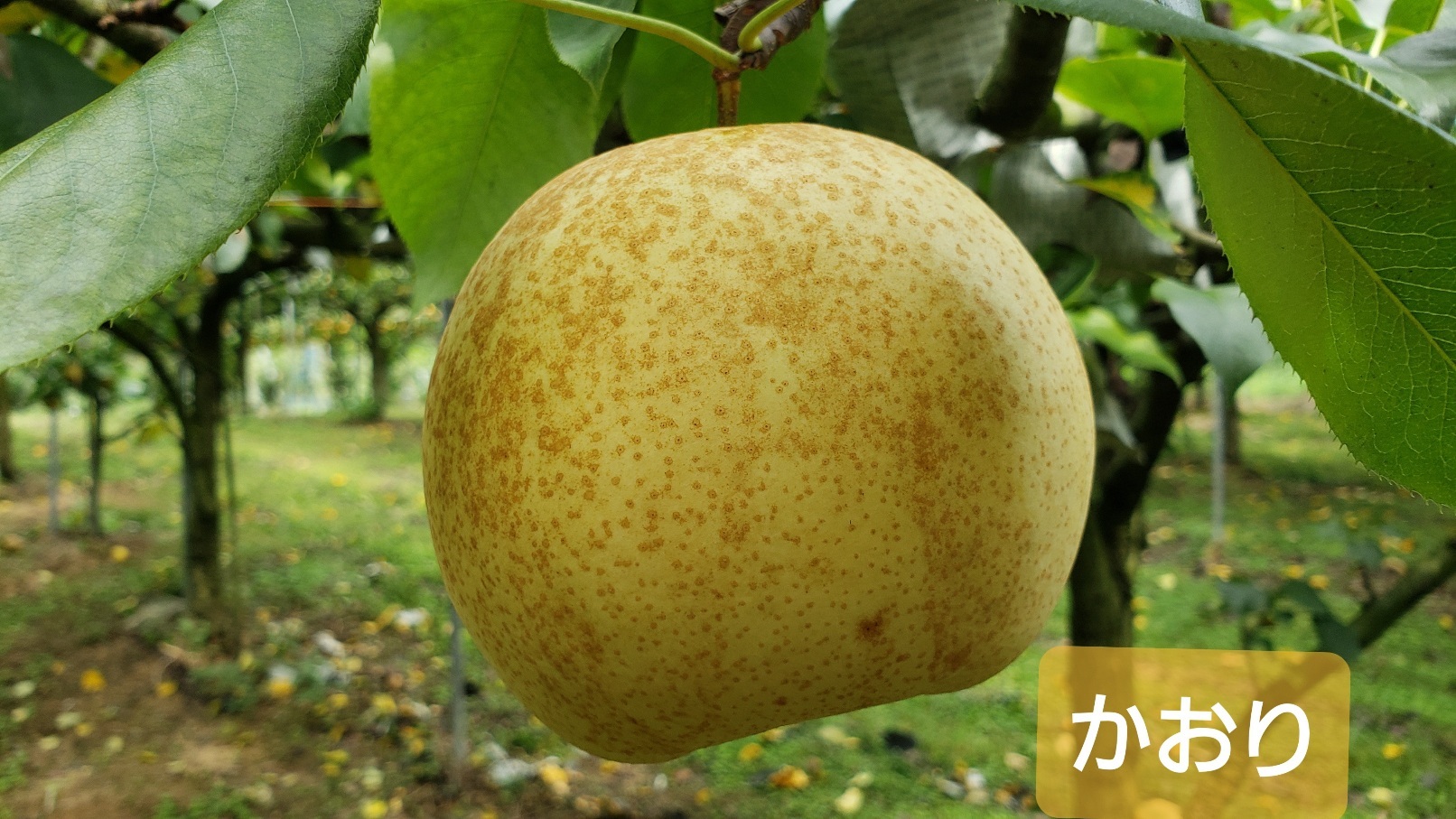 果物の産直通販・お取り寄せ商品｜ポケットマルシェ｜産地直送で旬の