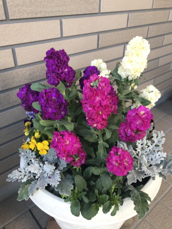 長谷部園芸 長谷部功来さんへのみんなの投稿 農家漁師から産地直送の通販 ポケットマルシェ