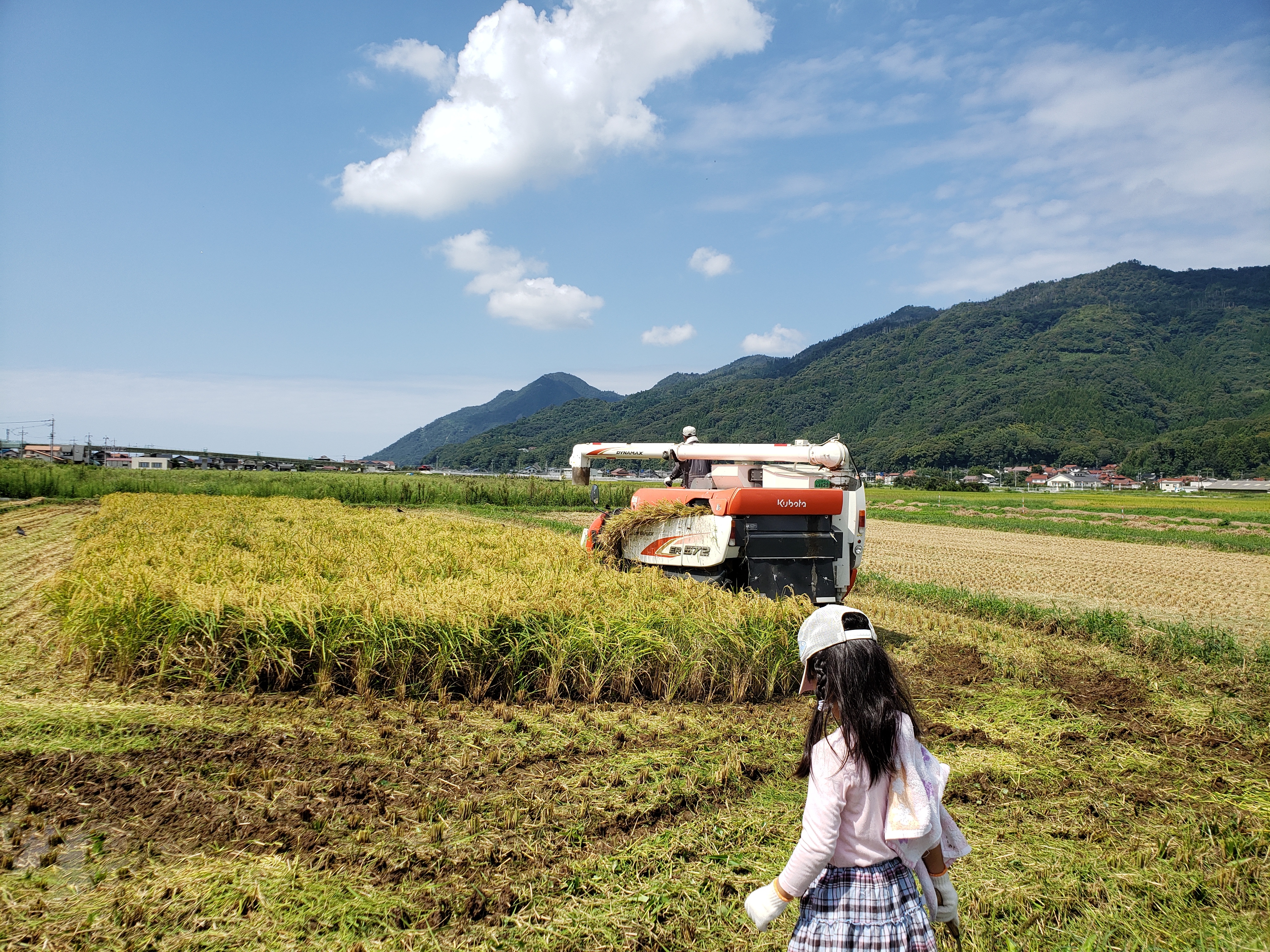 わけあり・送料込み・メール便】有機よもぎ入り白米角もち６個300ｇ｜加工食品の商品詳細｜ポケットマルシェ｜産直(産地直送)通販 -  旬の果物・野菜・魚介をお取り寄せ