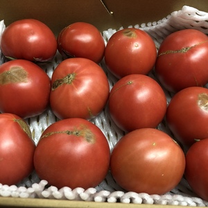 【お年玉価格】東京ドリーム感謝のトマト(訳あり規格外品)