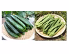 キュウリとインゲンのセット