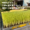 【天日掛け干し】山師のおひさま米/5㎏