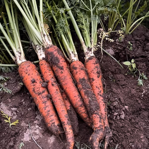 秋田伝統野菜 山内にんじん３㎏　無農薬無化学肥料