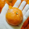 【農薬不使用】無農薬有田みかん 大玉