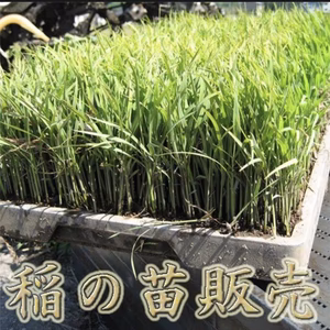 稲苗　苗販売　米作り