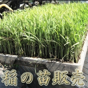 稲苗　苗販売　米作り