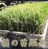稲苗　苗販売　米作り