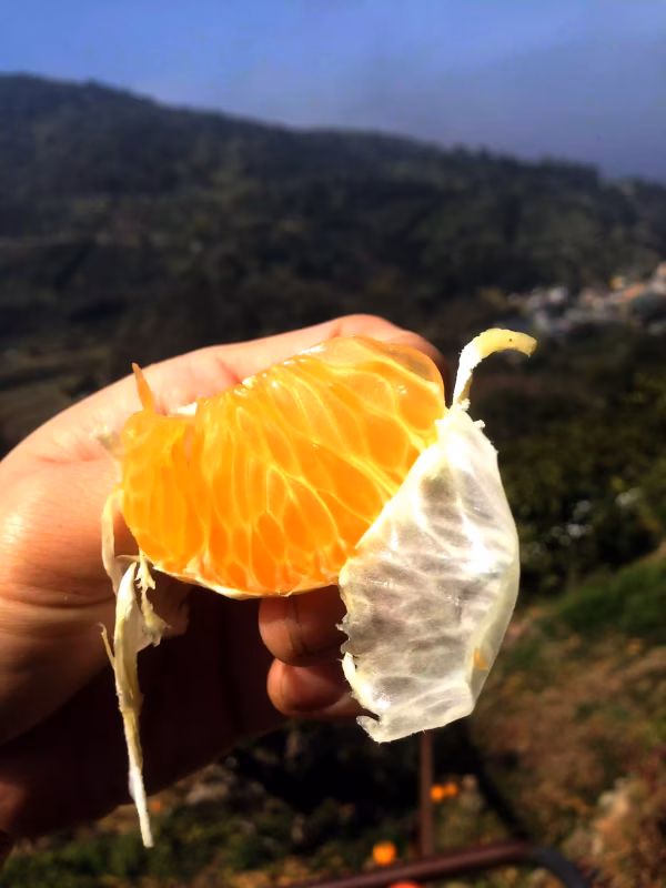 『産地直送』八朔　10kg　 