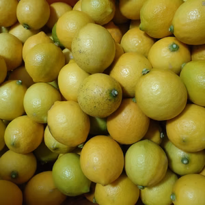 【訳あり】広島のちびちびレモン❗　5kg(箱込み)　
