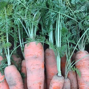 りぼんさん専用