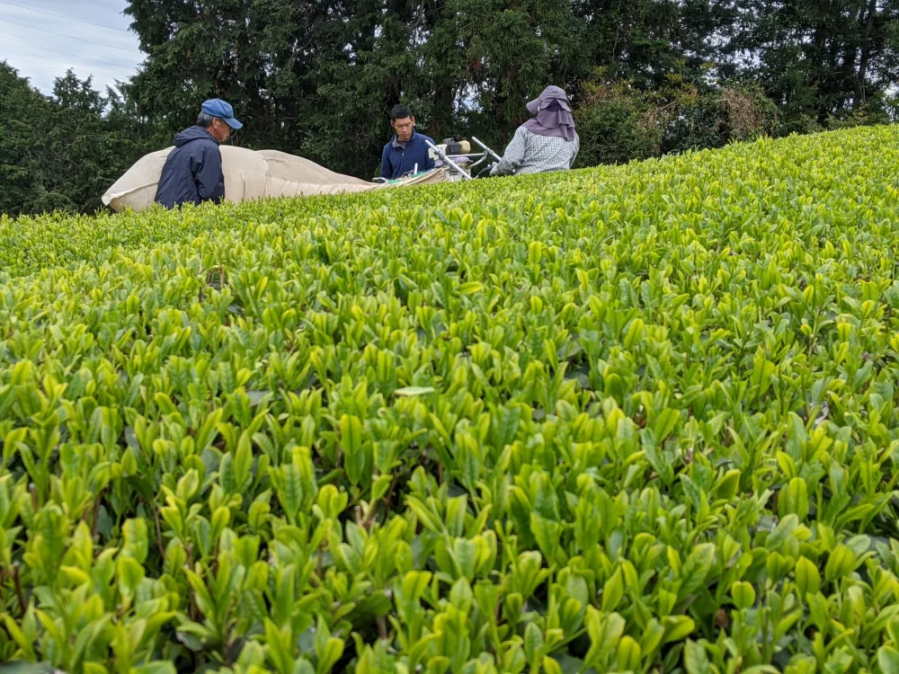 杉山貢大農園の「和紅茶」ティーバッグ1袋×10個入り