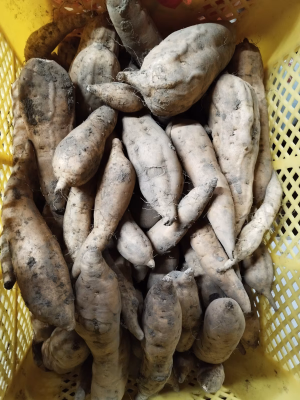 家庭用　安納こがね　サイズ無選別　農薬、化学肥料不使用