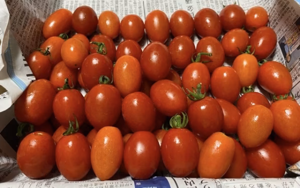クール便！数量限定お子さんもパクパク食べちゃう甘いミニトマト　アイコ
